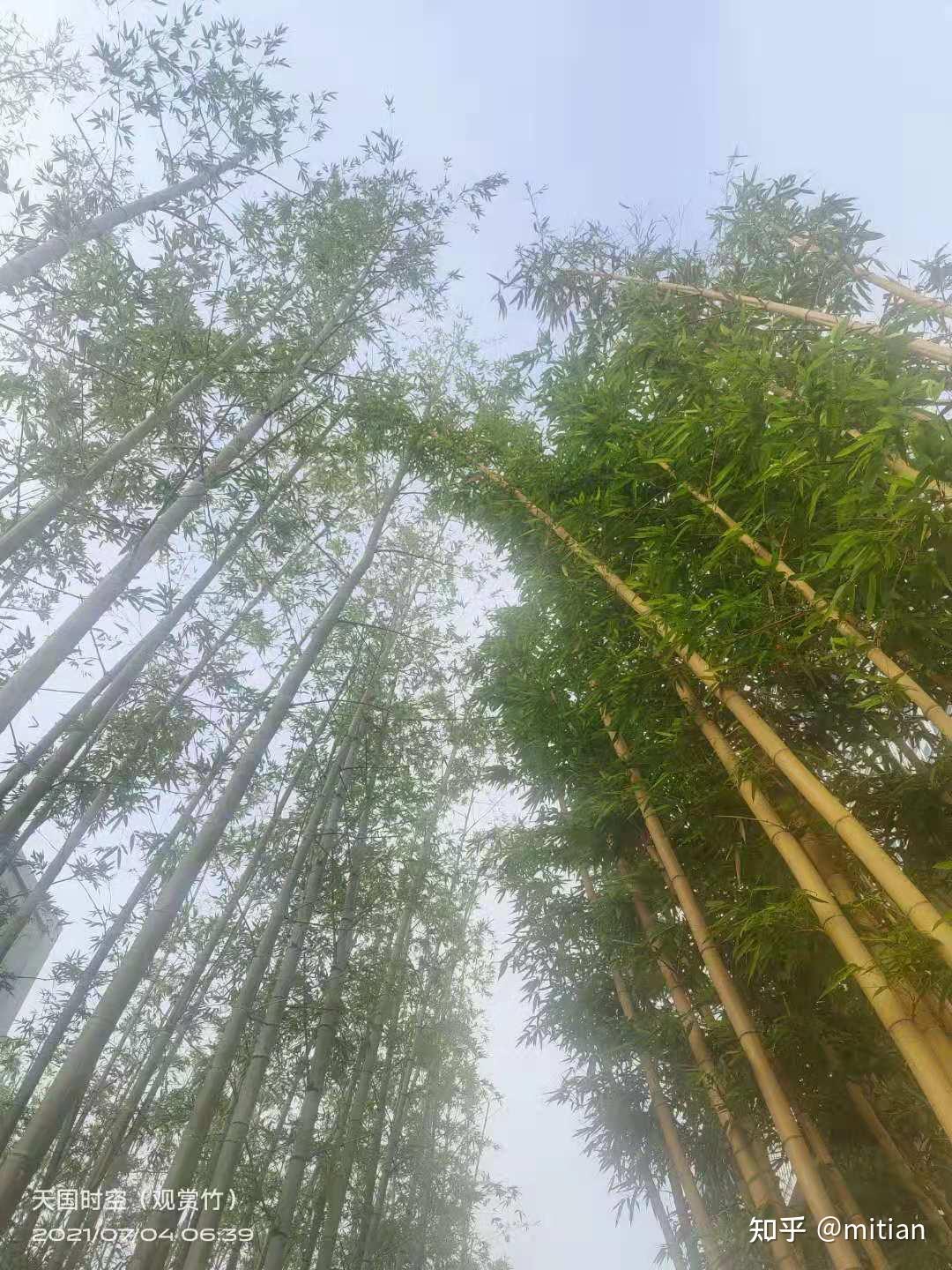 品“竹”之味,观“竹”之美,享“竹”之韵 - 知乎