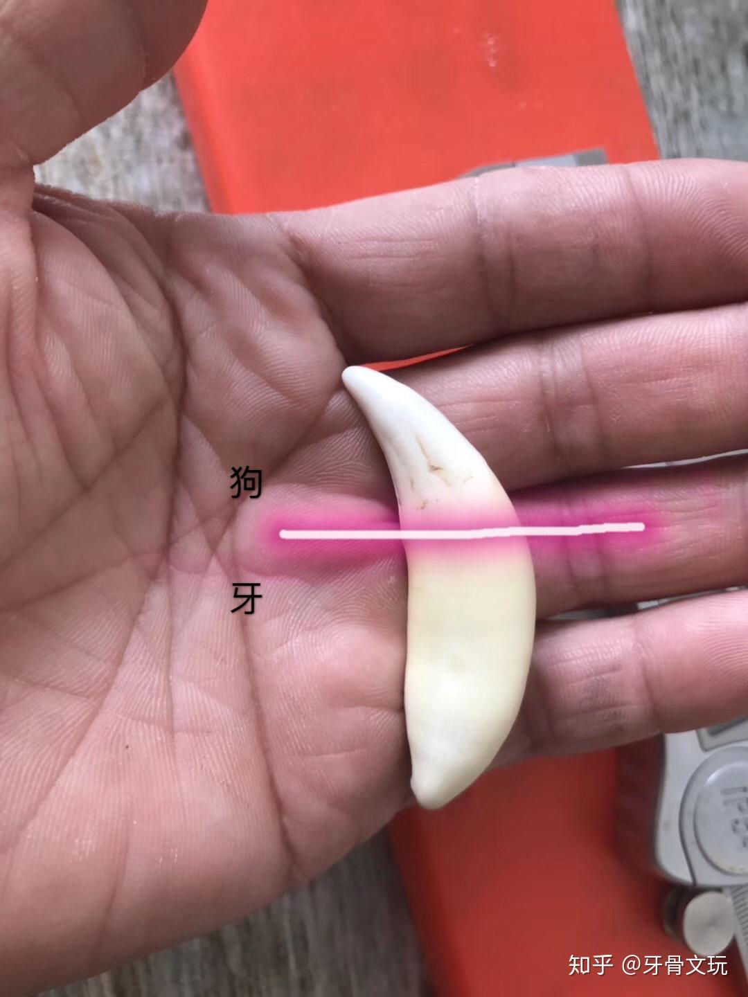 如何鉴定狼牙真假