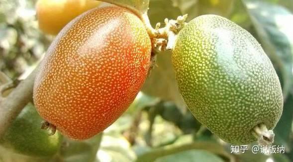 来看看我们云南的各种泡儿