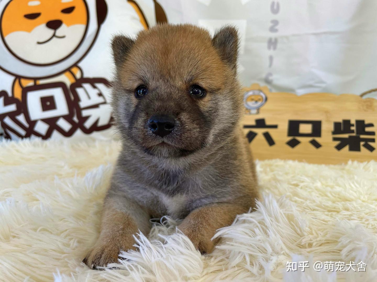 柴犬价格怎么样？一只柴犬幼犬多少钱？当今柴犬市场价格分析- 知乎