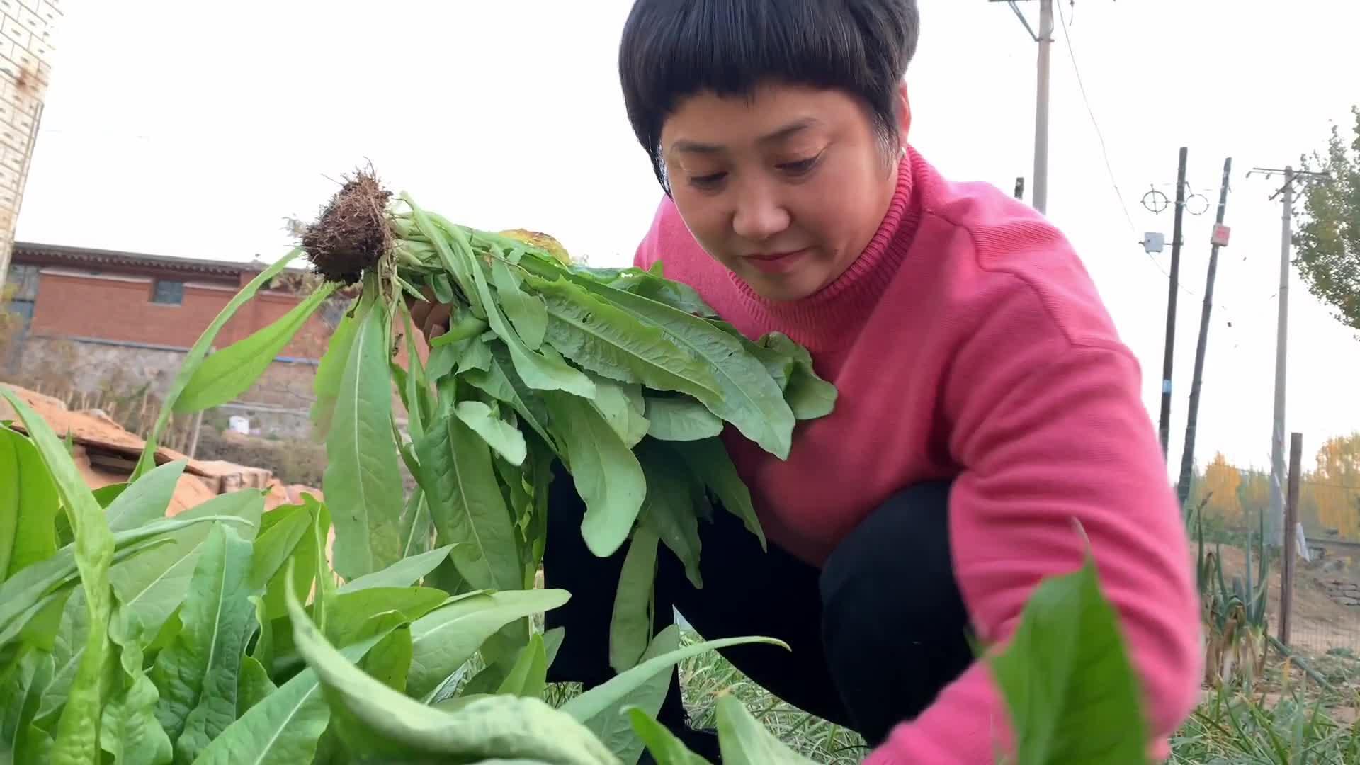 秋天这菜最当时,随手从地里拔一颗,简单一做,一家人都爱吃 - 知乎