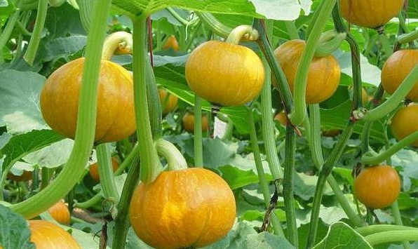 南瓜种植时间和方法 知乎 南瓜种植时间和方法 知乎