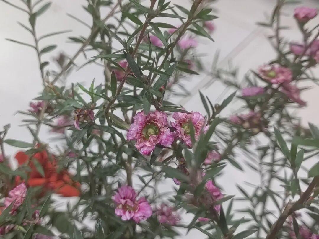 松红梅丨也叫澳洲茶,叶子细长如柳,花像梅花,花开冬春,好漂亮 - 知乎