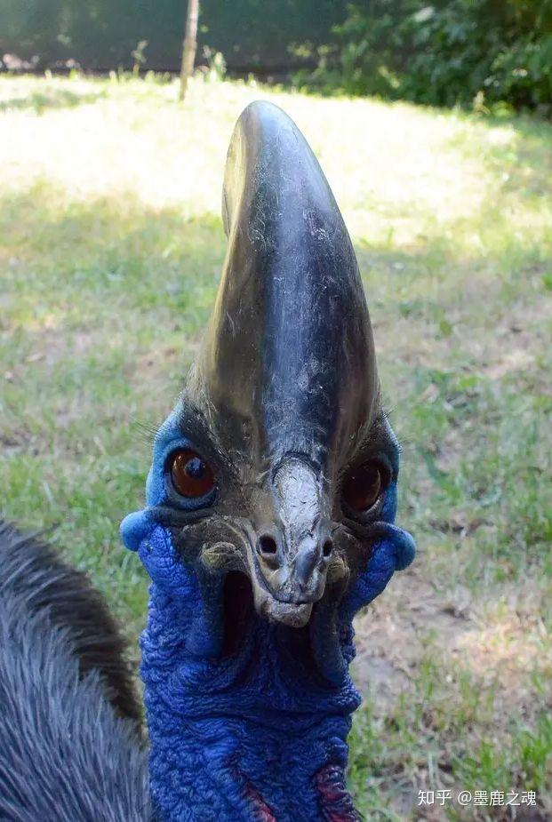 鹤鸵:长相最接近恐龙的现存鸟类 - 知乎