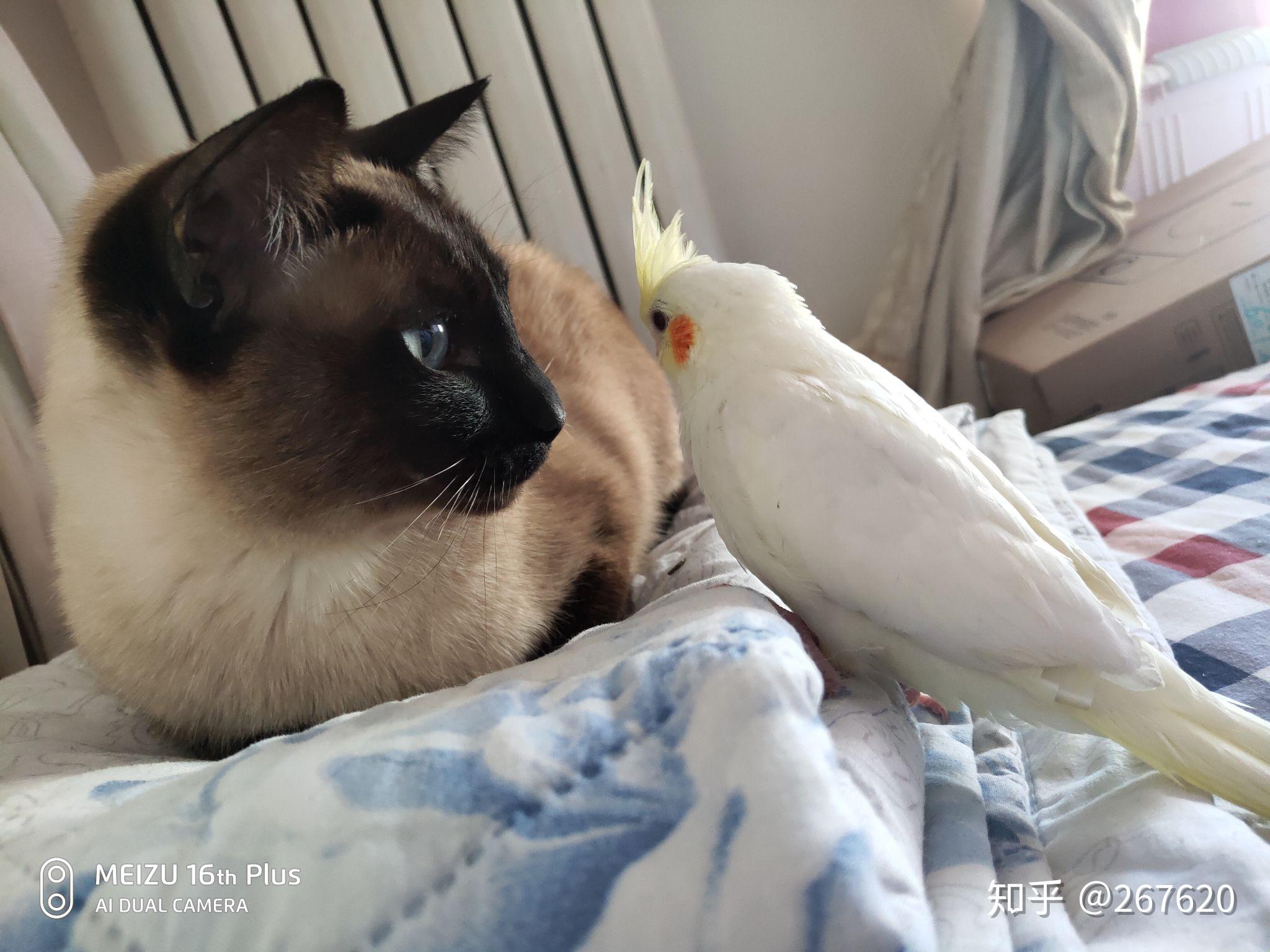 猫鹦鹉共养:和谐共生的可能性