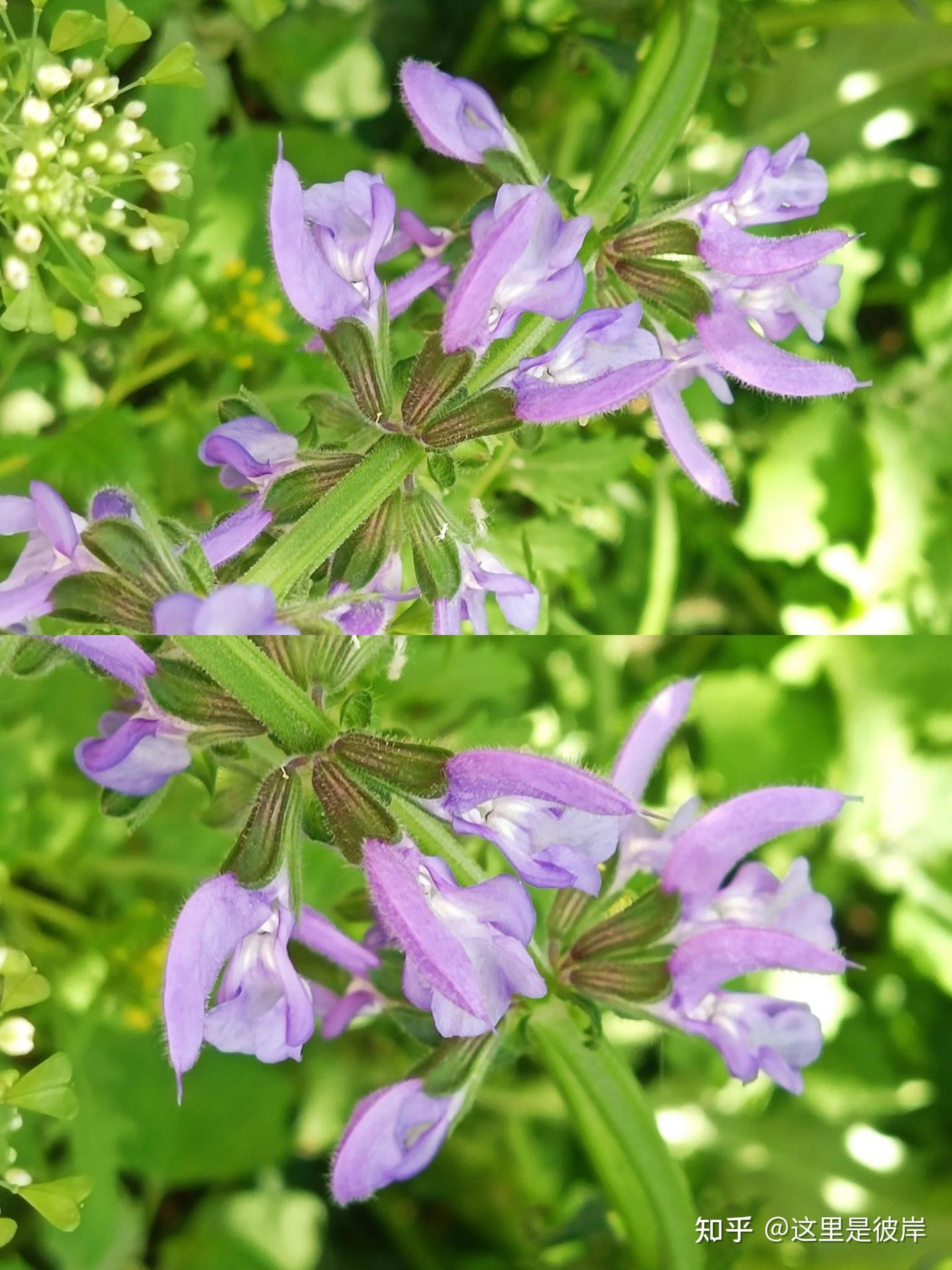有针的花中精灵｜丹参花 - 知乎