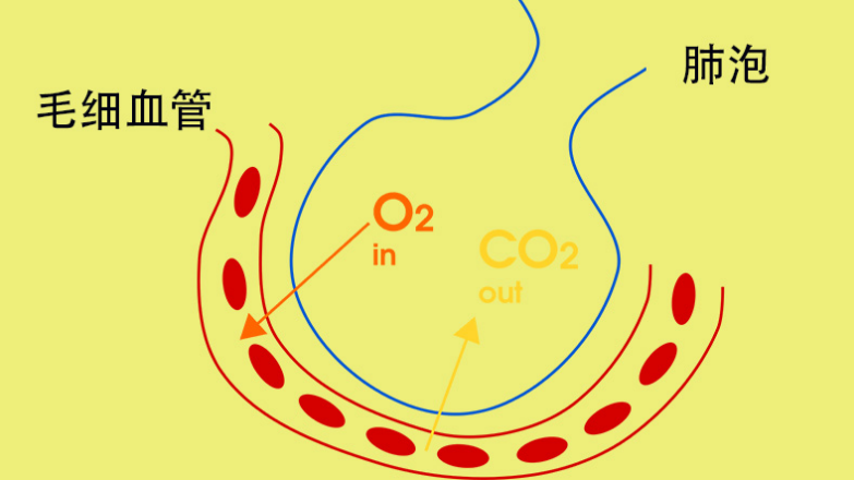 即使肺換氣功能受損對二氧化碳進入肺泡的影響並不大,真正導致