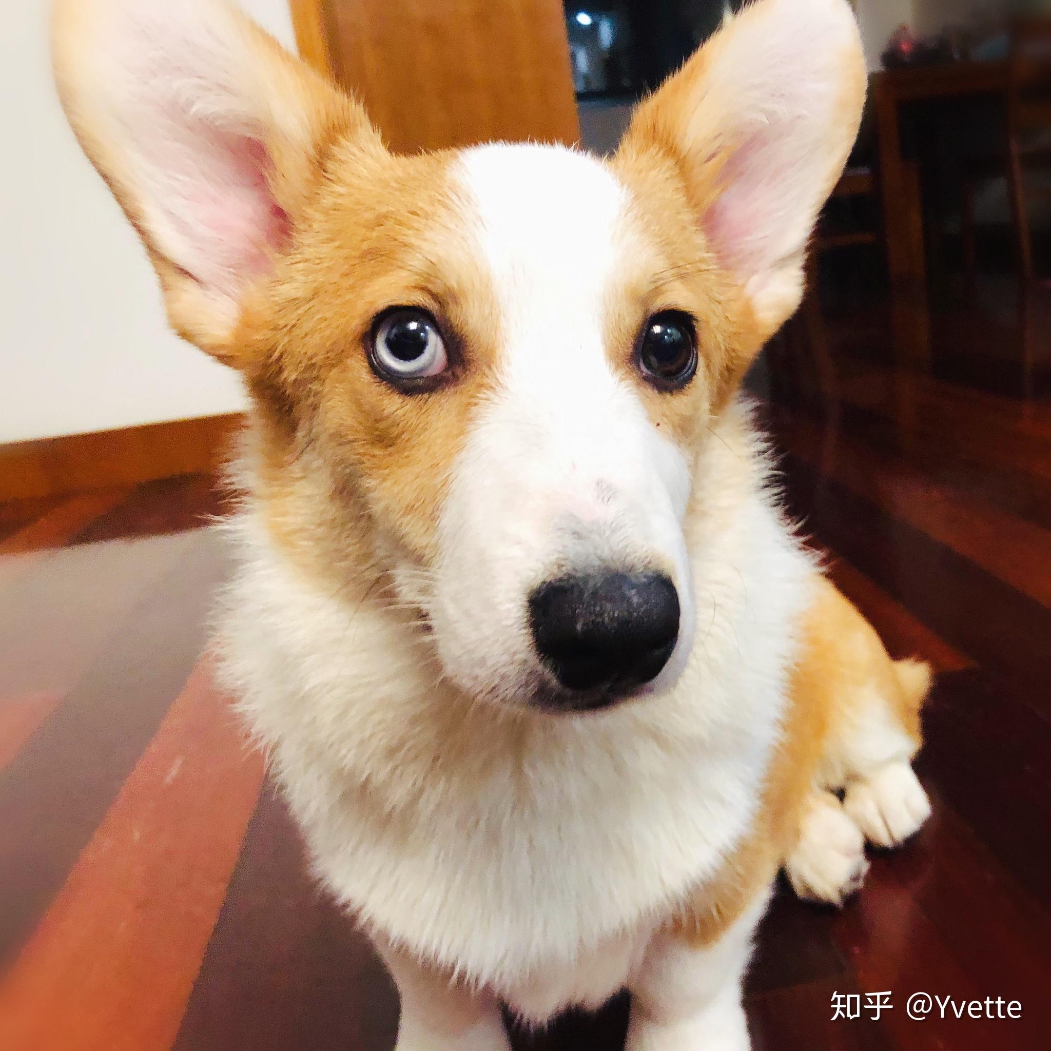 柯基的眼睛可以有多好看