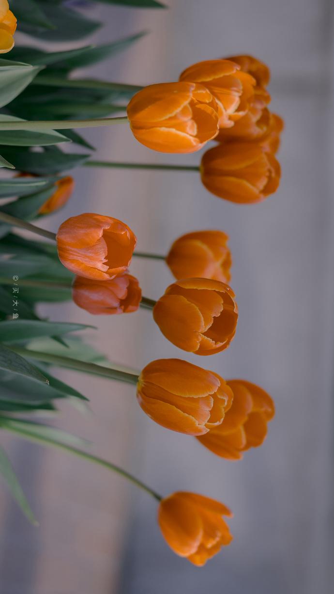 无水印郁金香手机壁纸先点赞再保存