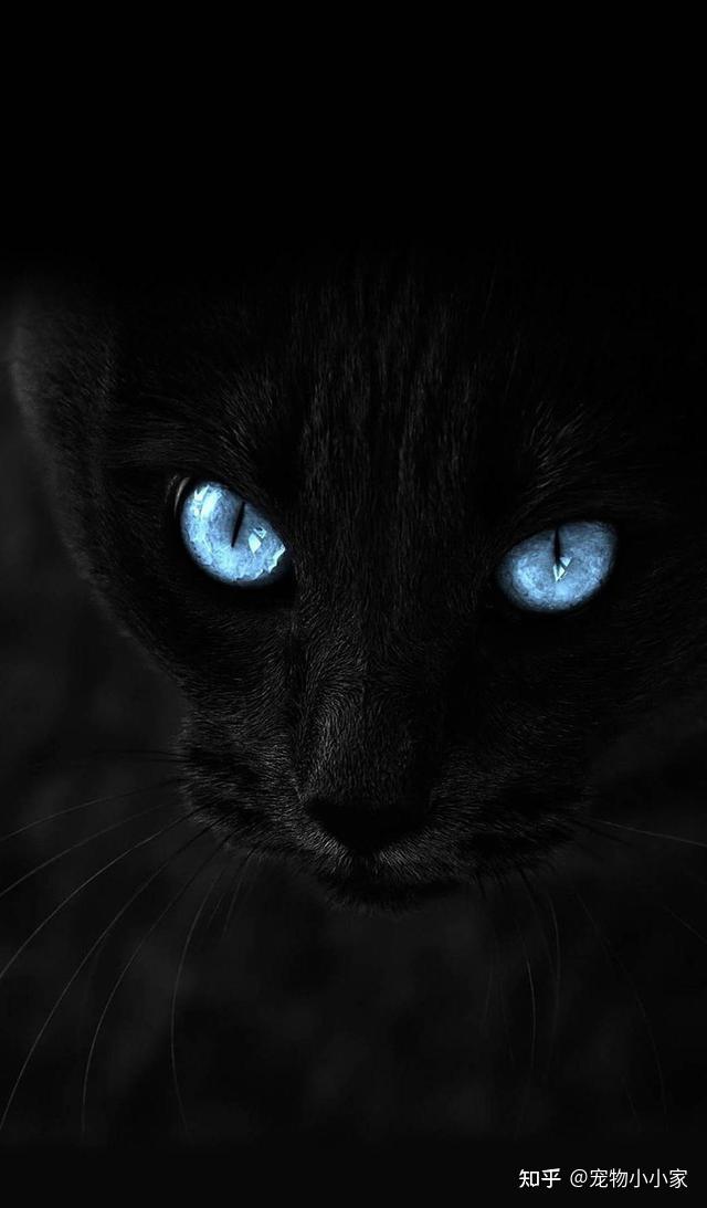 玄猫“功能”这么强大，为什么弃养率还这么高呢？ - 知乎