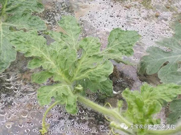 西瓜黄带果,龙头皱缩这是啥问题?
