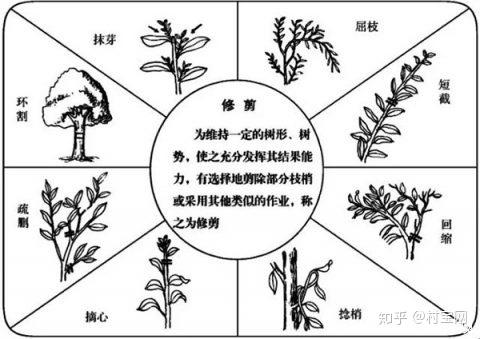 柑橘树7种剪枝技术每个步骤是关键