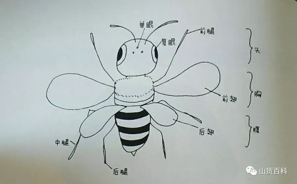 蜜蜂是昆虫,所以它的身体构造再具有昆虫的共性:身体分为头,胸,腹三个