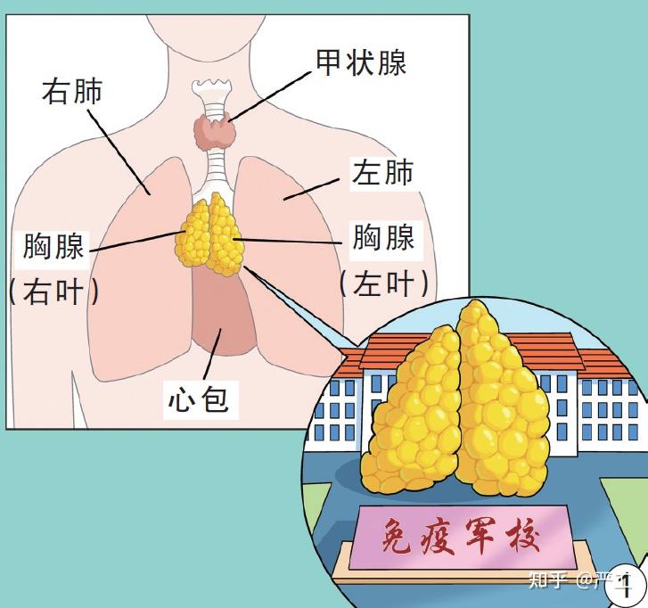 胸腺小叶图片