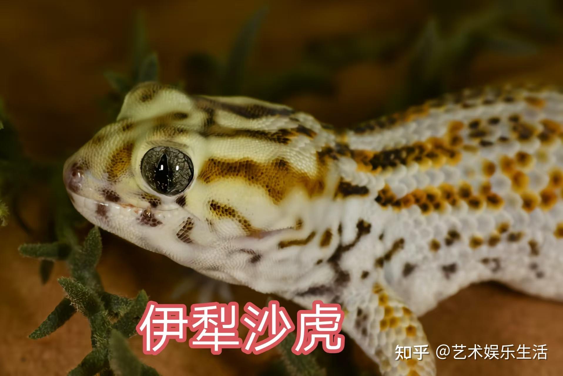 31种国家重点保护的爬行类动物 - 知乎