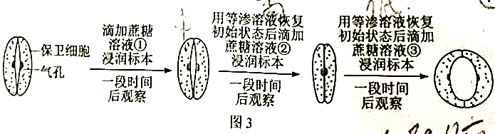 适宜条件下,制作紫鸭跖草叶片下表皮临时装片,观察蔗糖溶液对气孔开闭