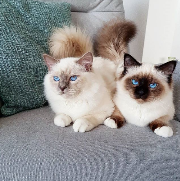 吸猫大会:伯曼猫toulouse & berlioz - 知乎