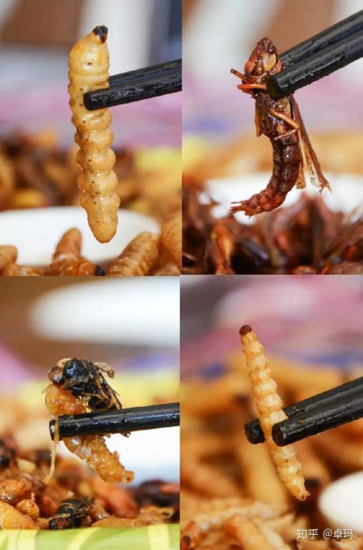 各种各样的虫子,蚂蚱,竹虫,蜂蛹,水蜻蜓,柴虫,蜘蛛,蜈蚣,飞蚂蚁,知了