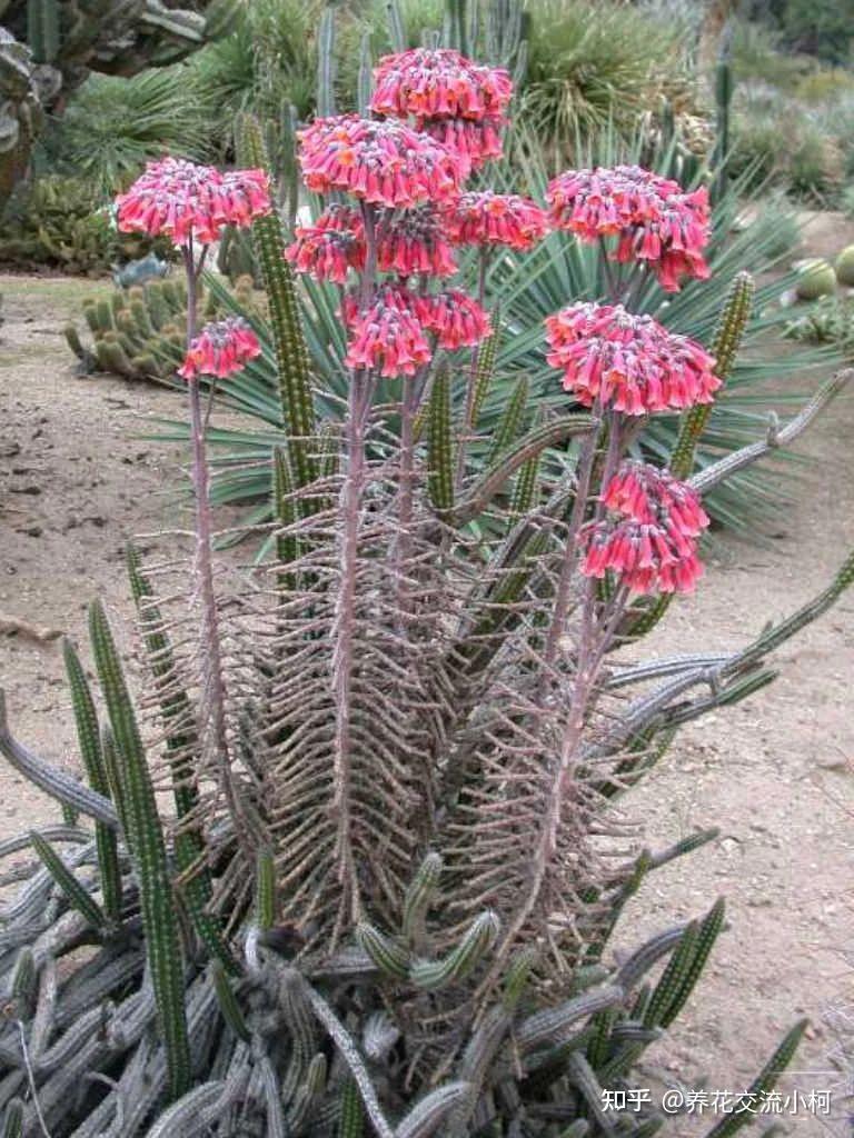 不死鸟多肉夏天随便养不会挂品种很多冬春开花就特好看