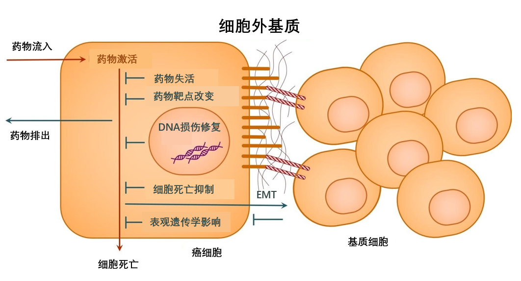 癌症耐药的前世今生之耐药性是如何产生的如何克服耐药