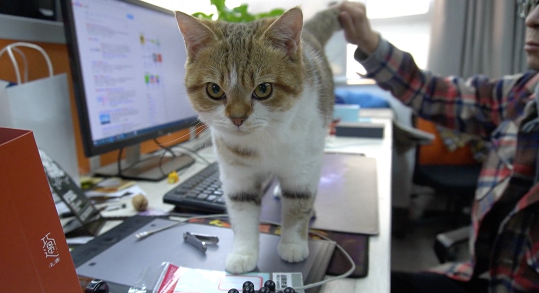 被裁员的猫