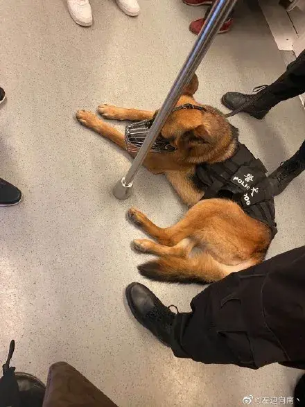 地铁警犬摸鱼实录网友像极了不想上班的我