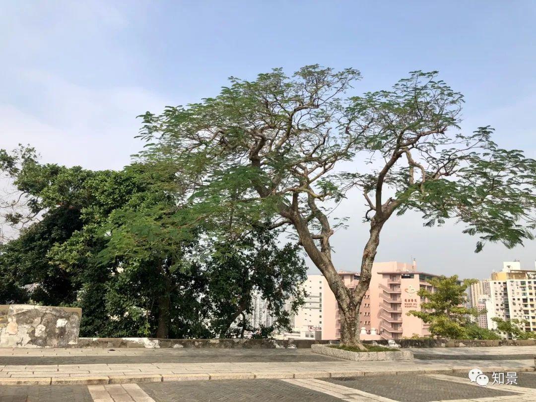 澳门远离瑟瑟发抖的冬日去暖和的澳门逛吃逛吃