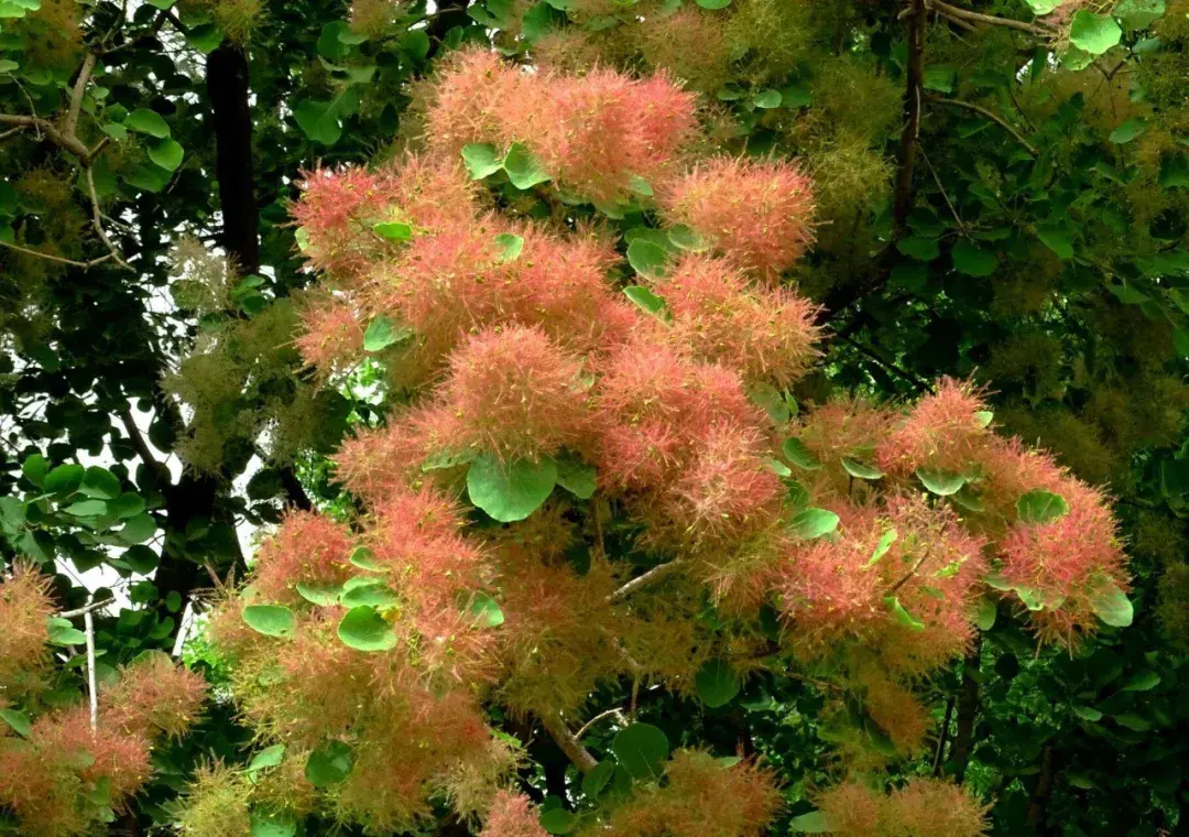 【认识植物】雾中情人 | 黄栌，初夏观花，金秋赏叶 - 知乎