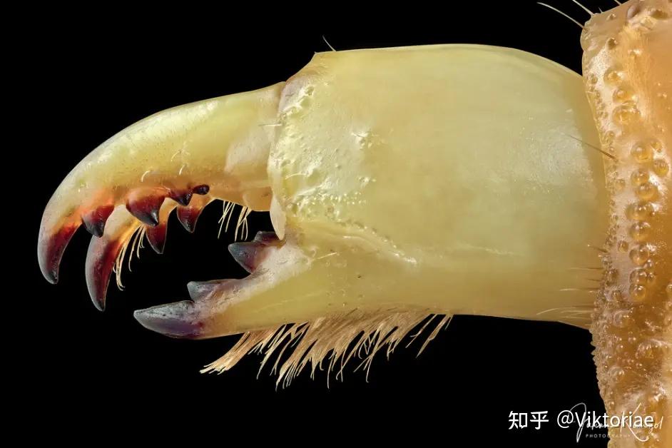 蝎子的嘴巴构造图片