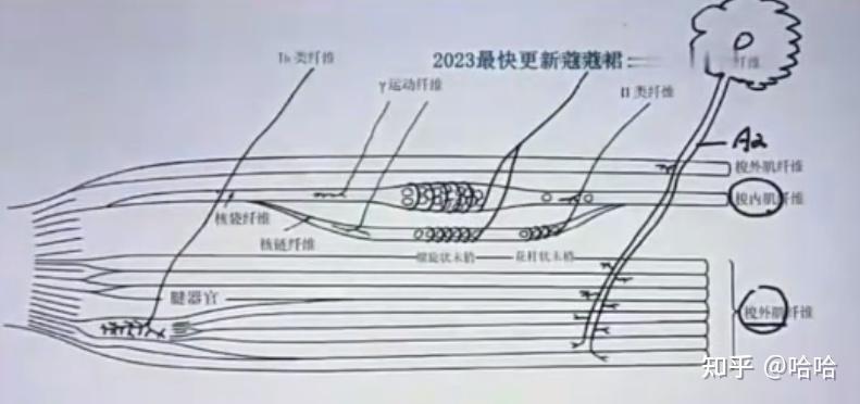 牵张反射特点图片