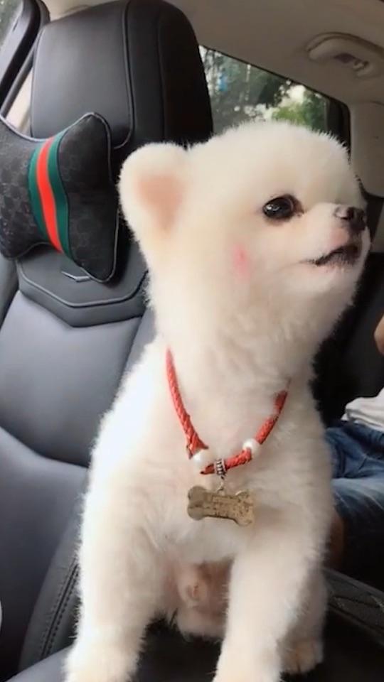 小狗子日常发呆集锦