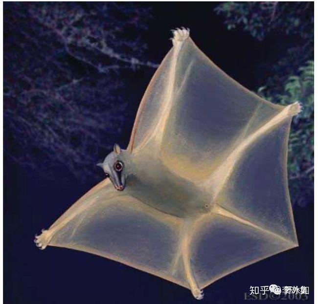 滑翔衣蝙蝠图片