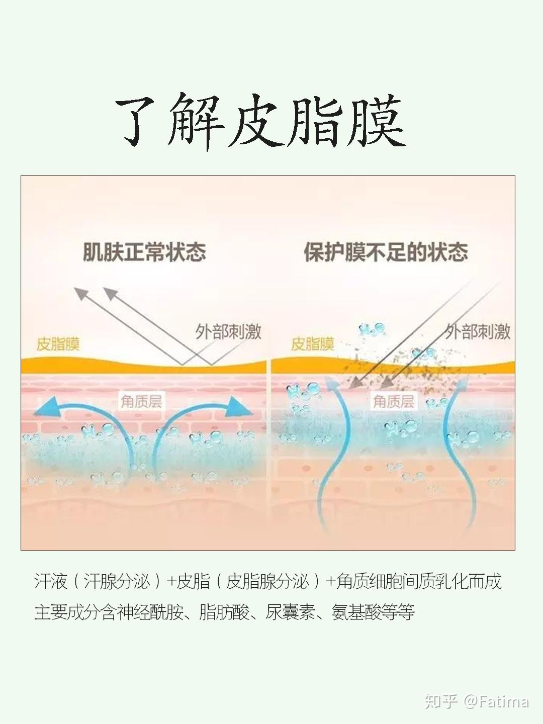 构成皮脂膜的主要成分含神经酰胺,脂肪酸,尿囊素,氨基酸等等