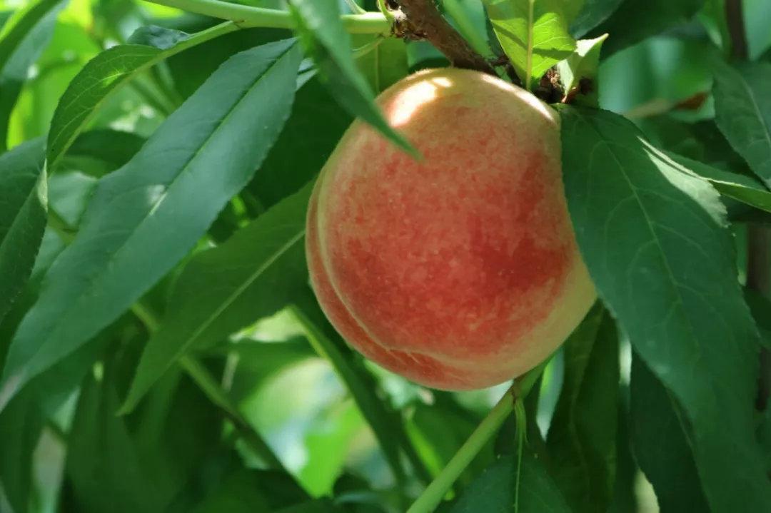 学名"五月鲜"大名鼎鼎的朵子桃第一批成熟的就是赶紧带家人来尝鲜吧