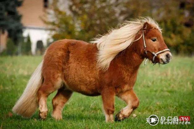 邮局图片源于网络国际设计大师梁天志亲力打造京华帝王府,潮州望族邸!