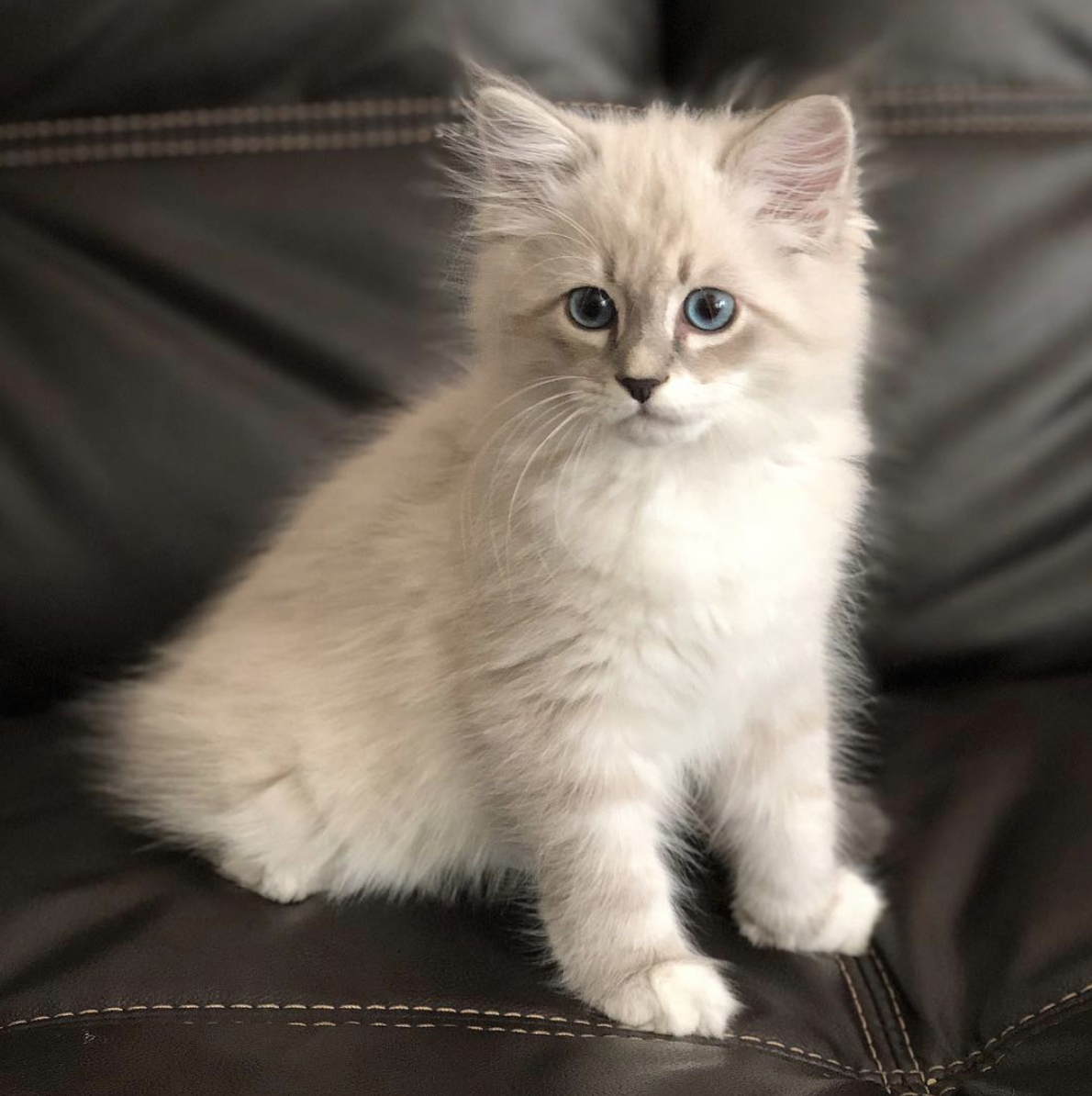 吸猫大会:西伯利亚森林猫zuko