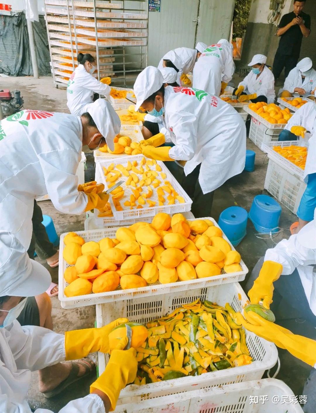 芒果干烘干工艺简介