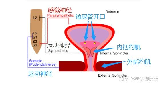 排尿过程结构图图片