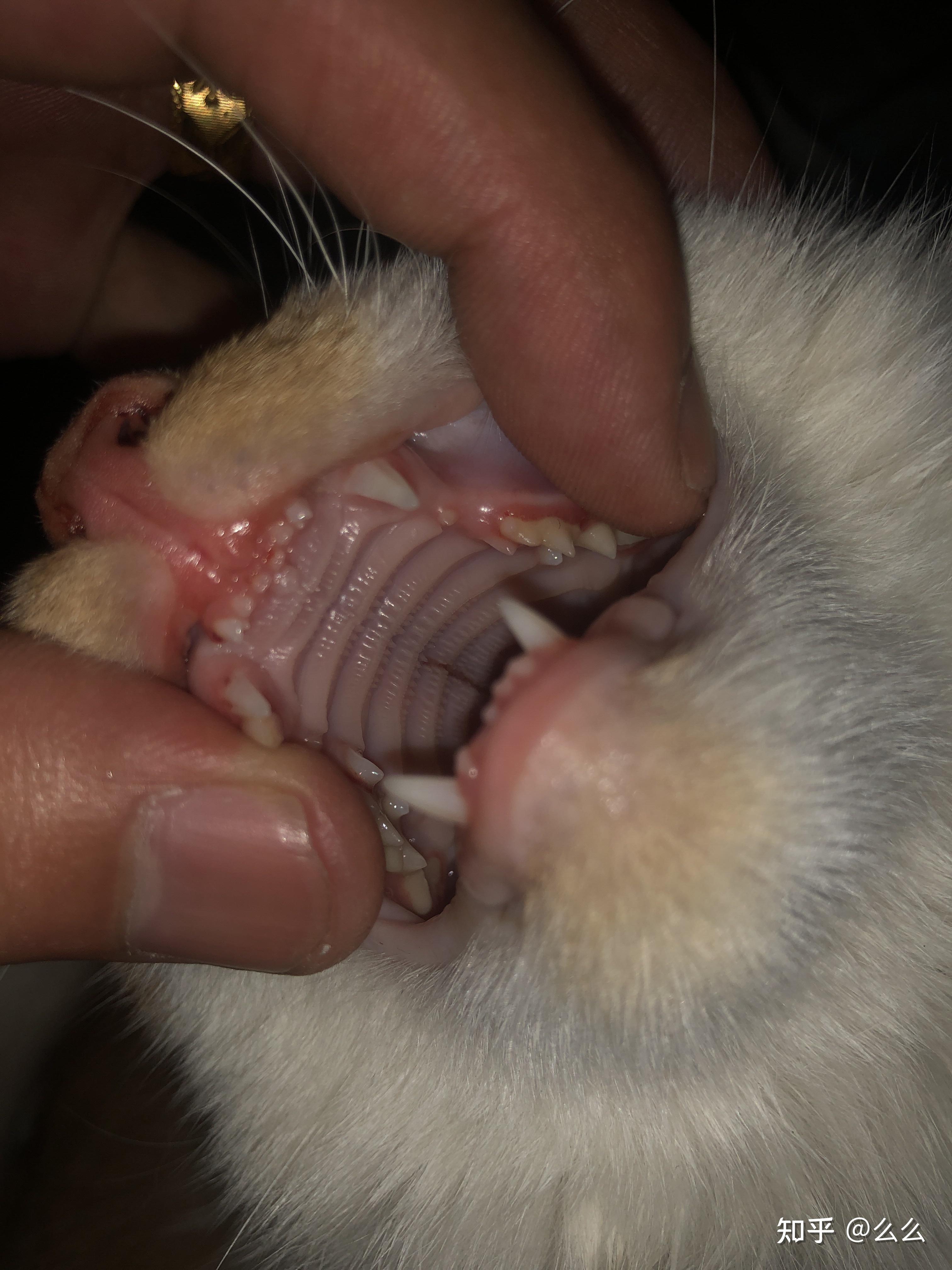 猫咪上颚裂了怎么办