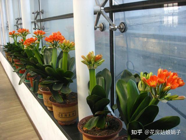 室内养花的关键,是要选好花卉的品种,10种耐阴花,魅力十足! - 知乎