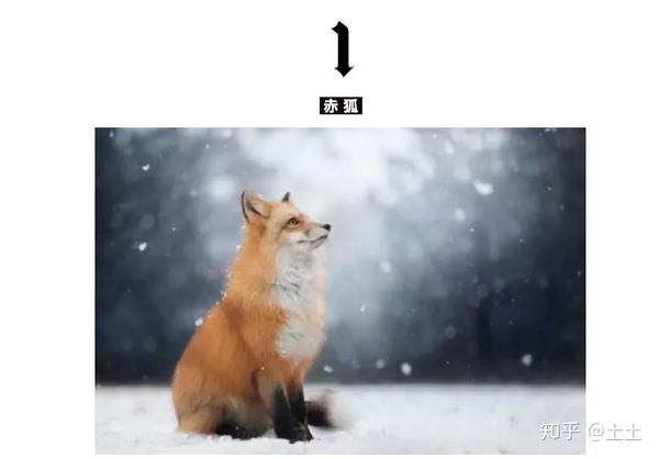 狐狸纹身 如果你驯服了我 我的生命就会充满阳光 知乎