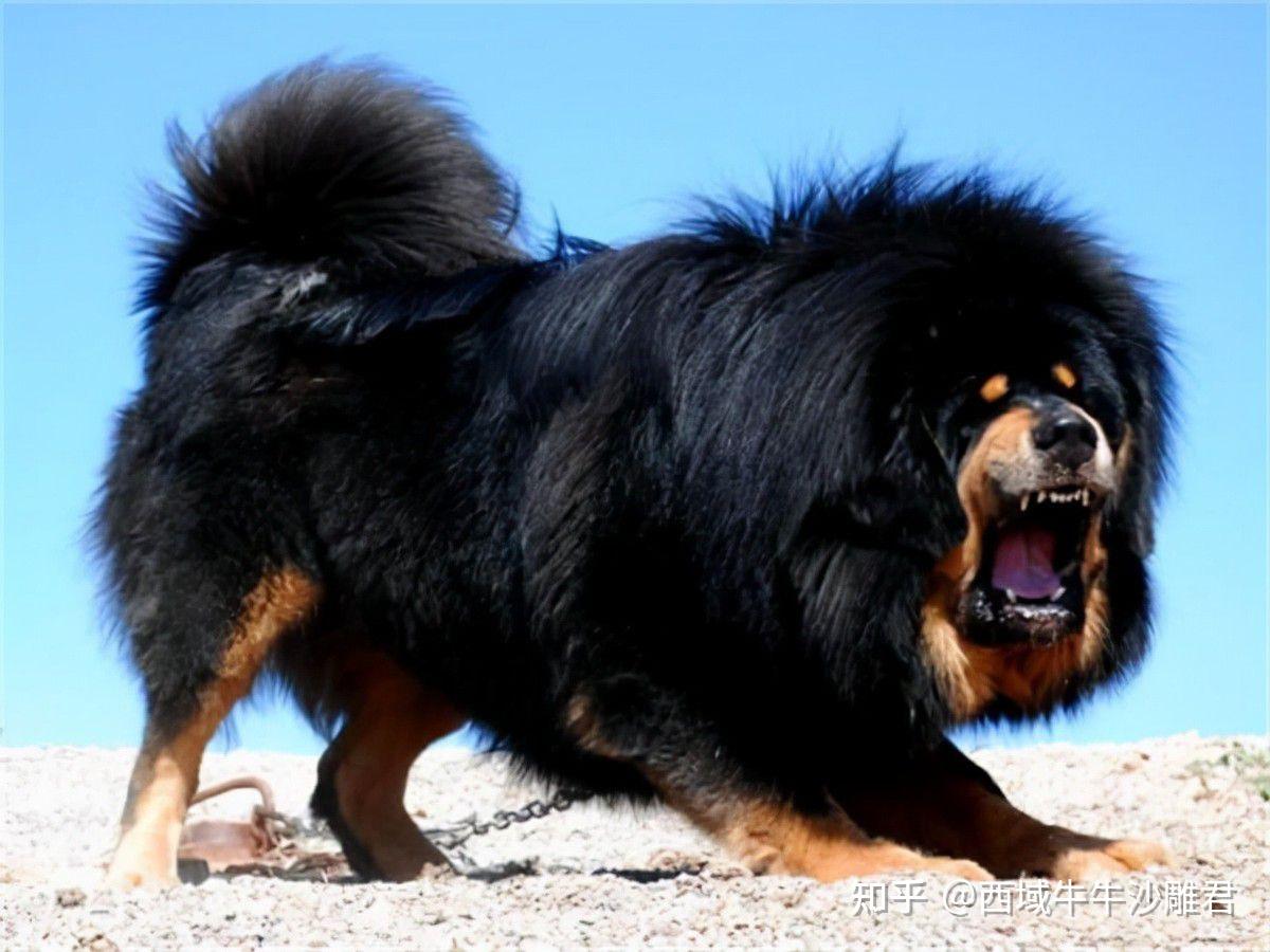 你了解犬中之王藏獒吗? - 知乎
