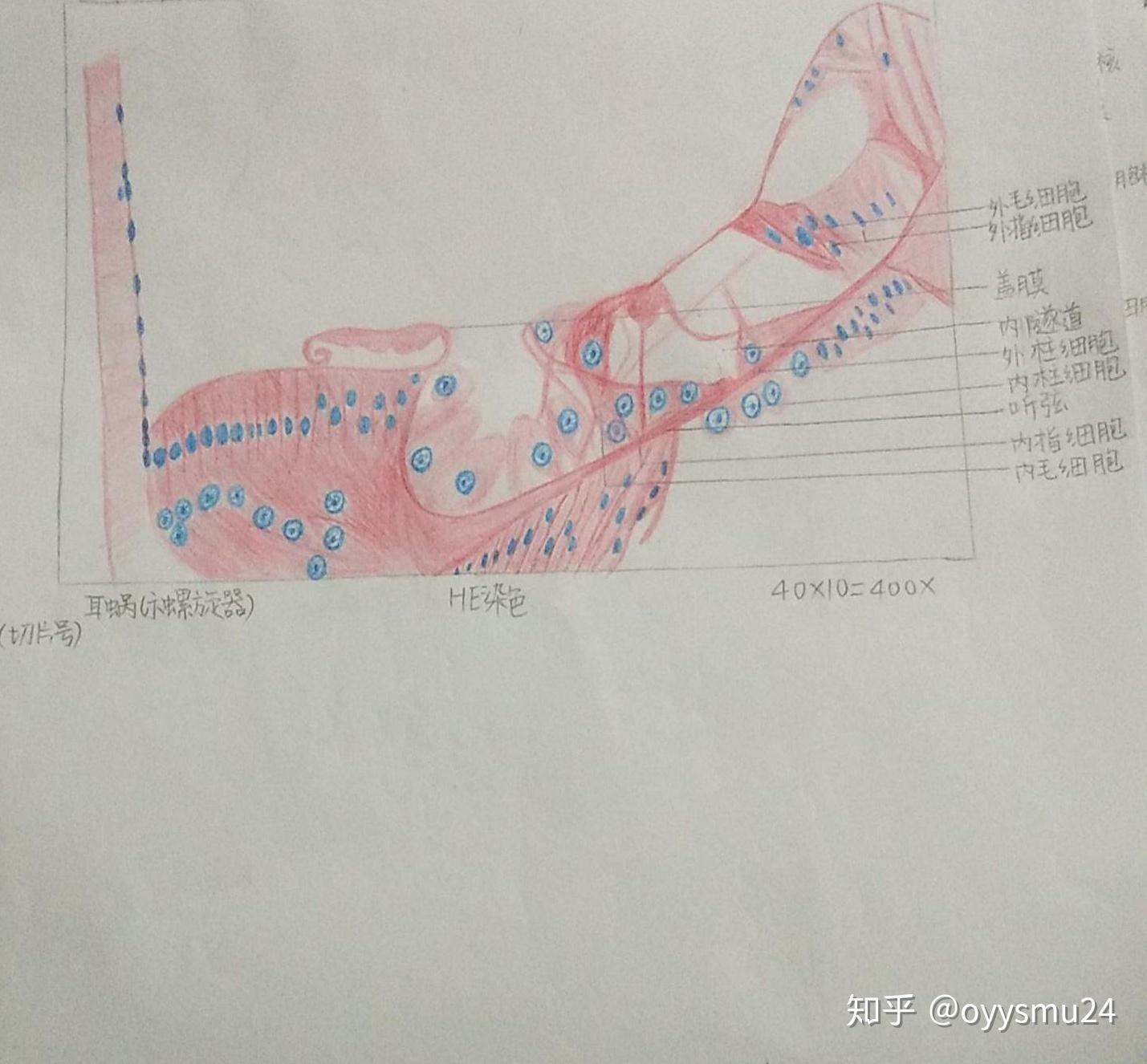 组织学与胚胎学红蓝铅笔画图