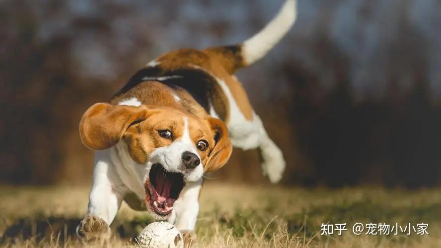 偷偷告诉你!狗狗这“5种叫声”的含义,看你懂多少! - 知乎
