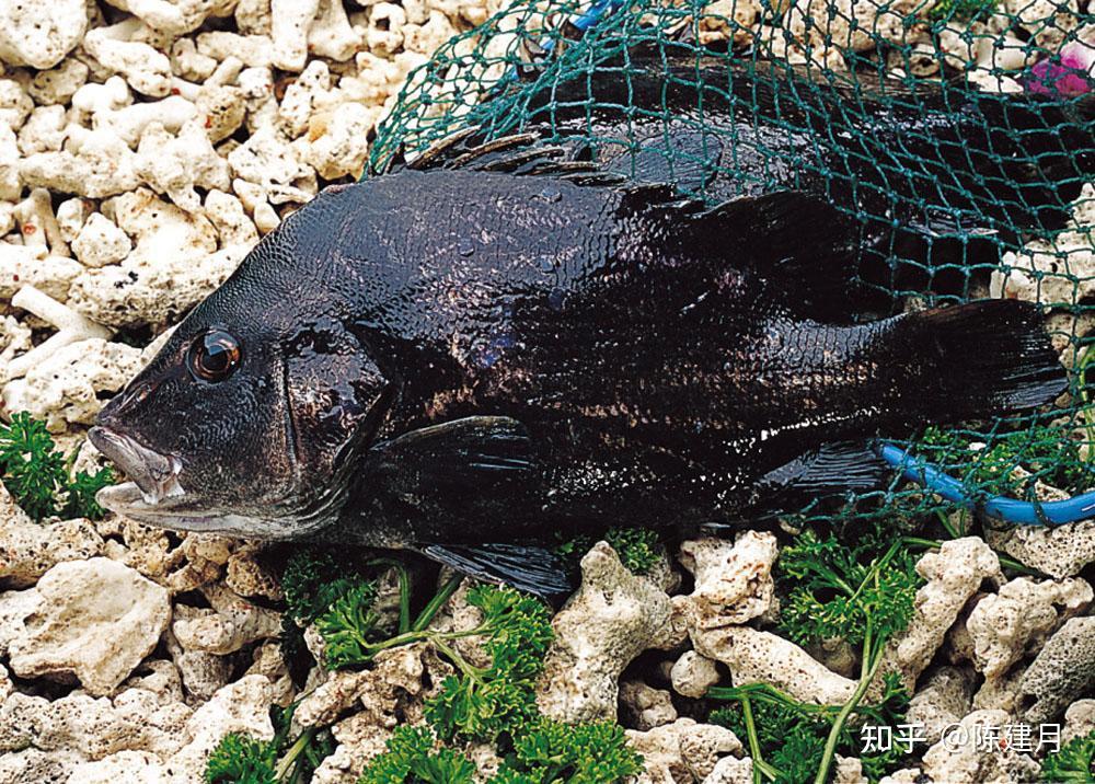 再来条鱼,让老板推荐,他捞出一条黑漆漆的鱼,老板说这叫包公鱼,70一斤
