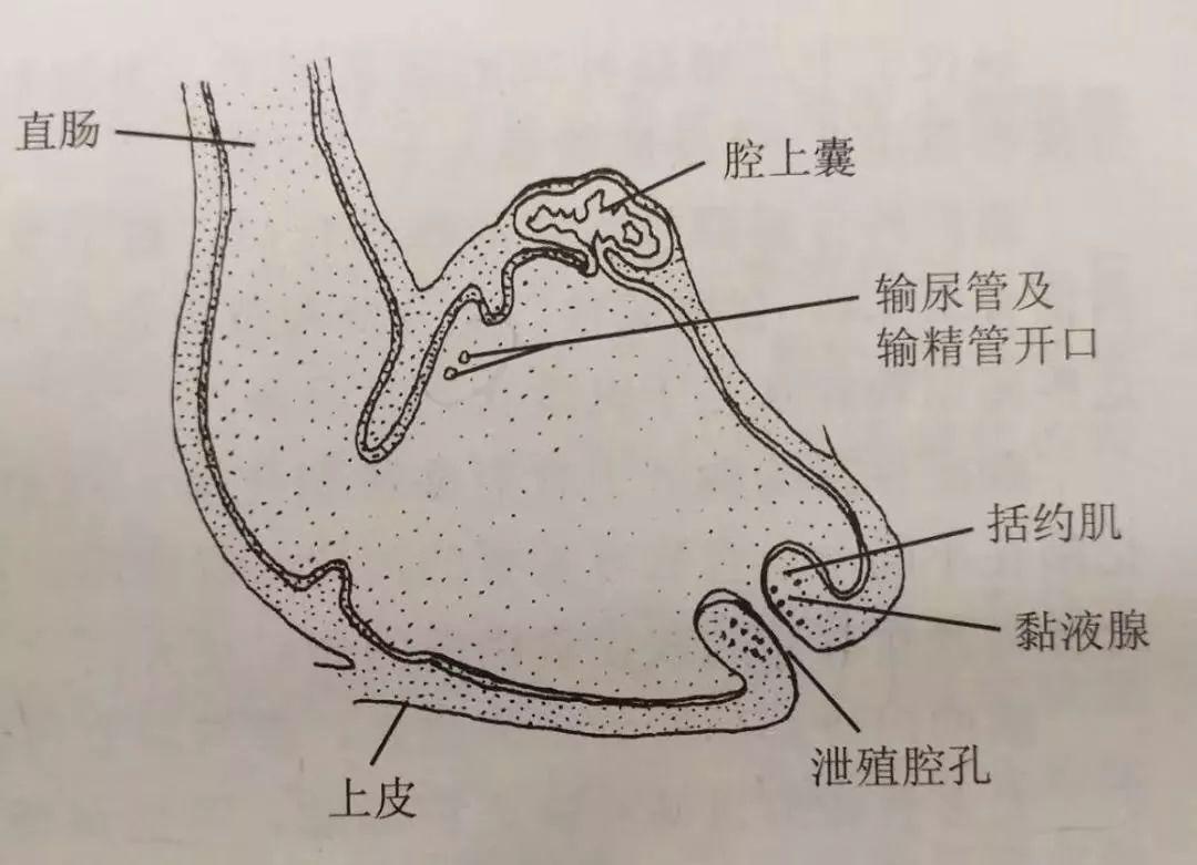 鸵鸟的泄殖腔结构图图片