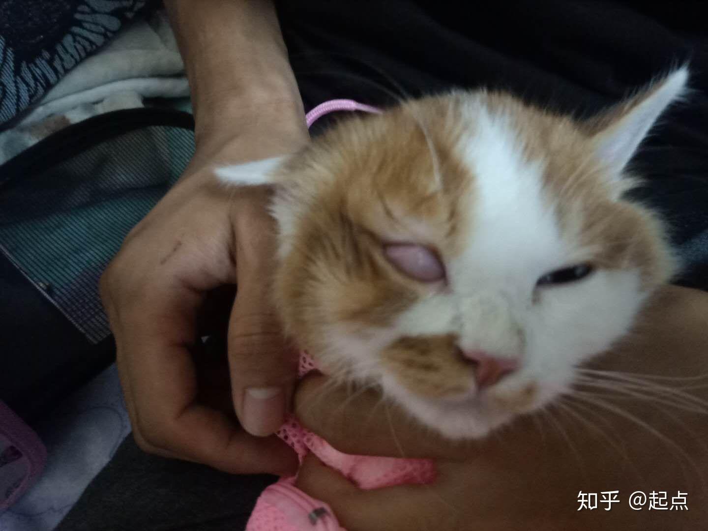 急急急猫咪第三眼睑出来了怎么办啊