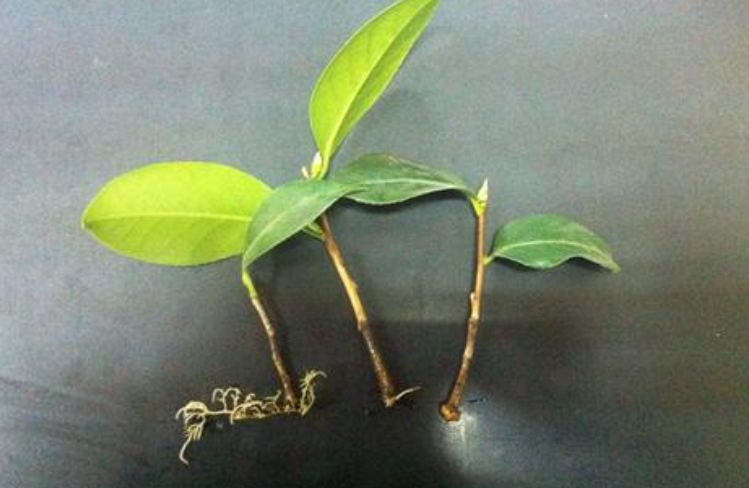 植物扦插，看这！ - 知乎