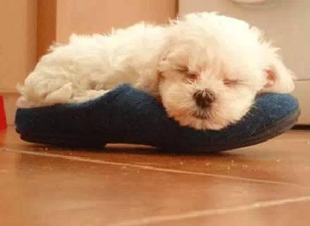 狗为啥突然咬主人揭秘 v2-5172b034c52548dd12371991d34130ed_r.jpg