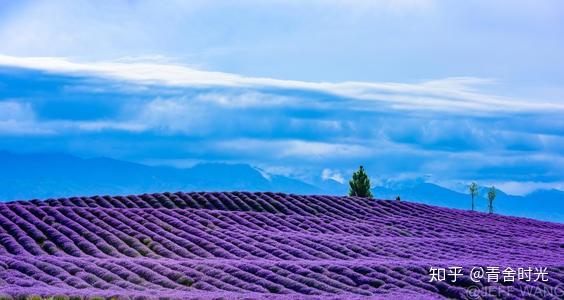 七月的新疆到处是绚烂醉人的美景美不胜收美到令人眼花缭乱